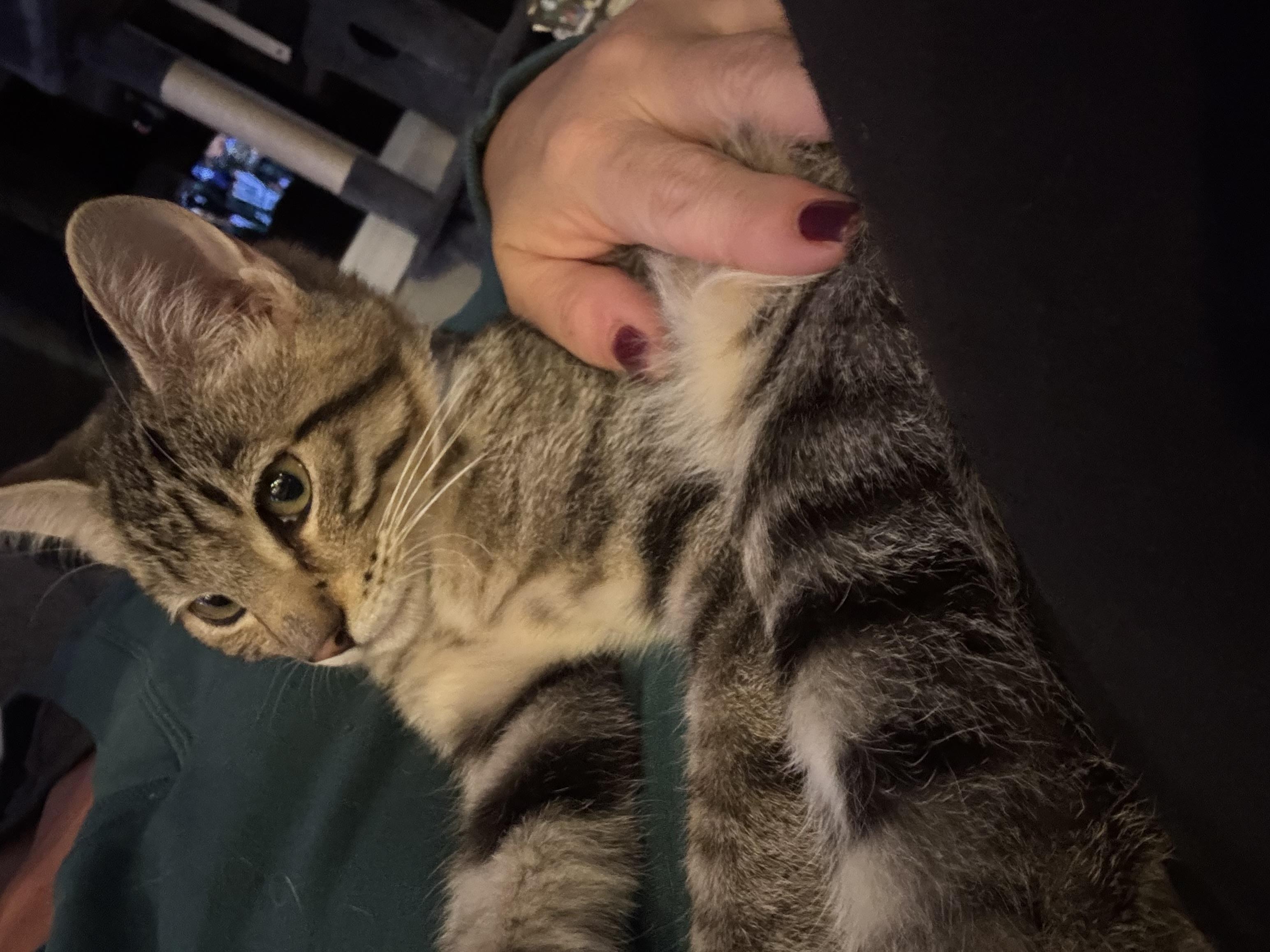 Enlarge Frankie, an adopted mixed breed in Bonney Lake, WA image 2/6