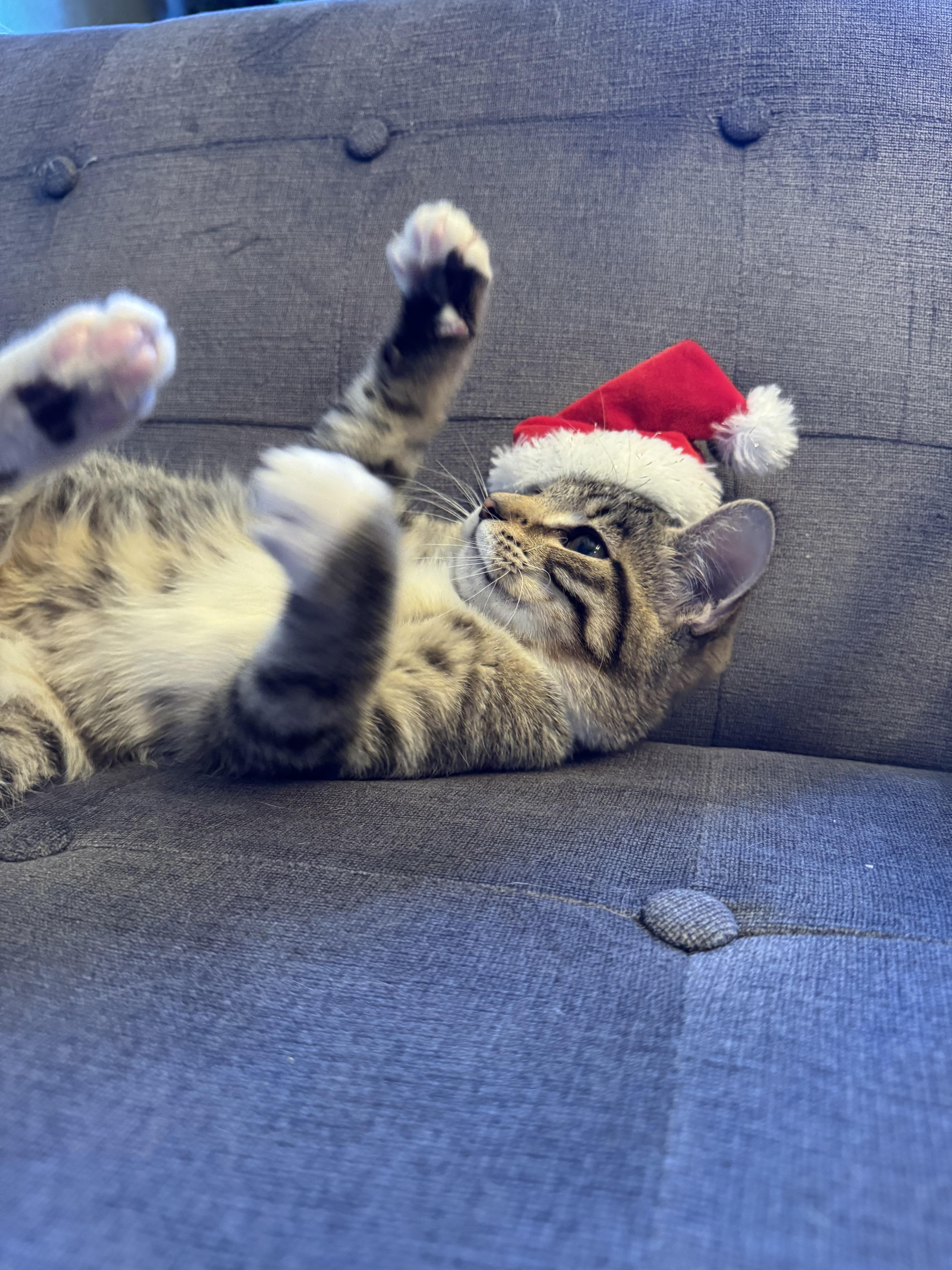 Enlarge Frankie, an adopted mixed breed in Bonney Lake, WA image 3/6