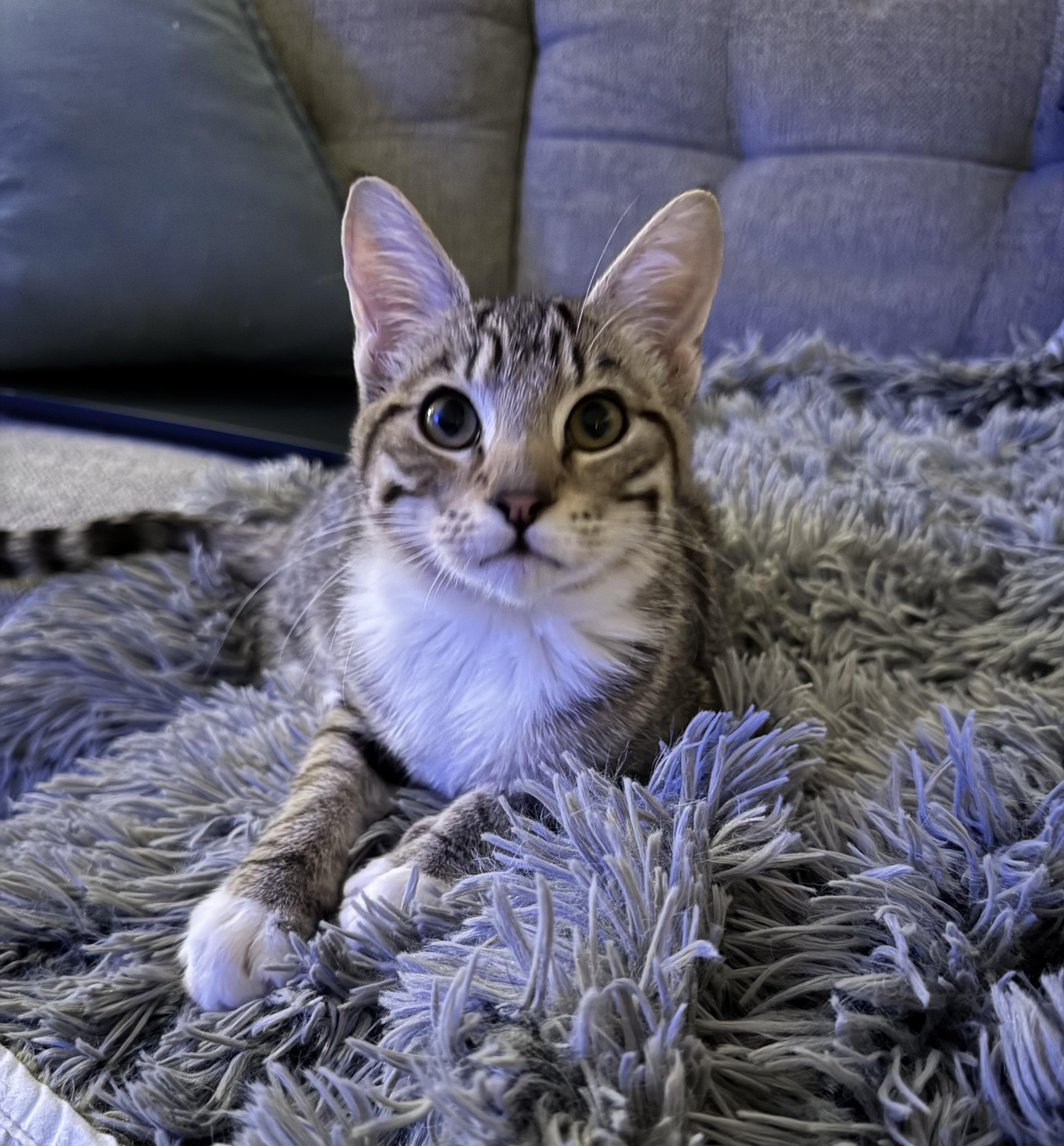 Frankie, Adoptable, Kitten Male Domestic Short Hair.