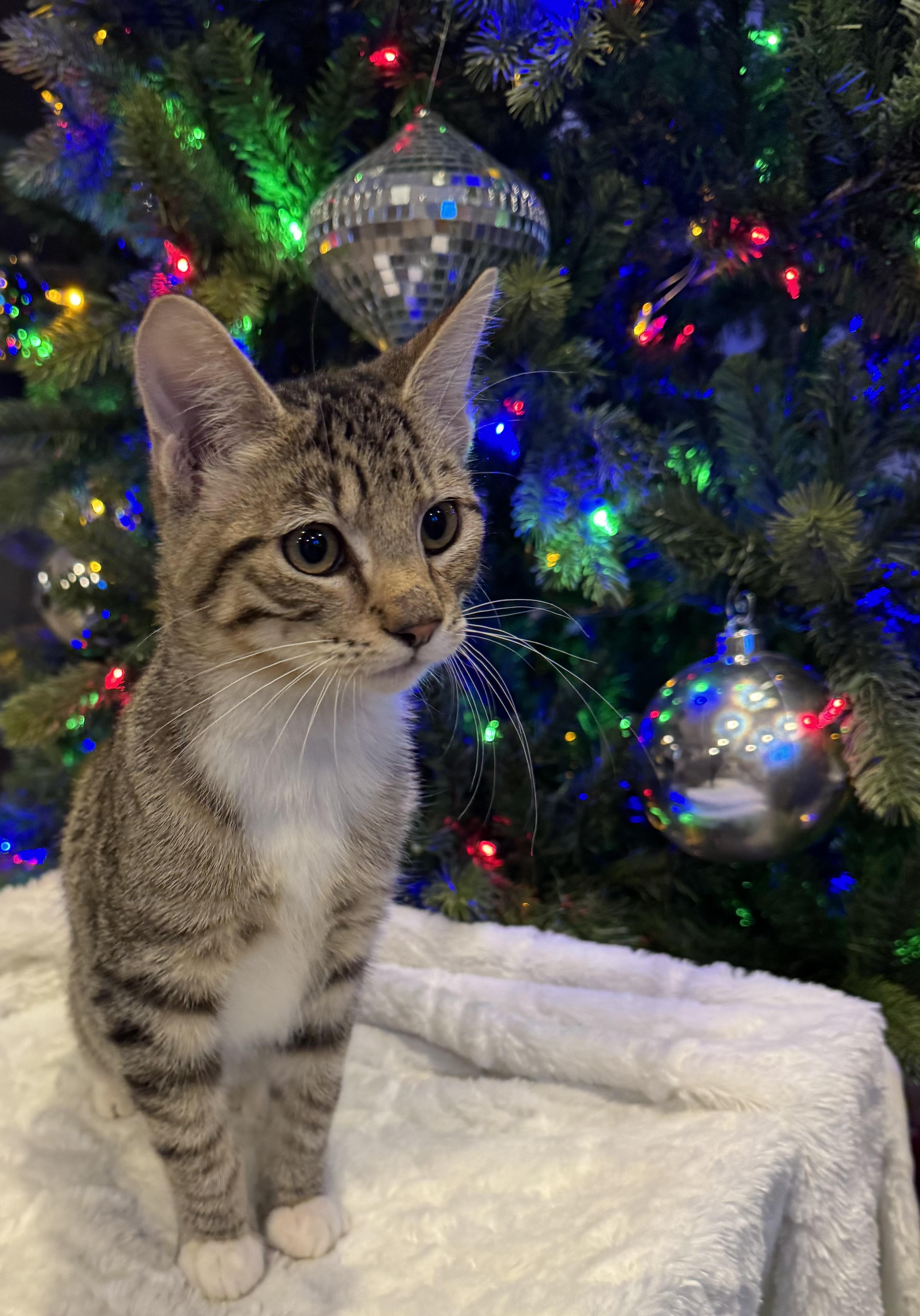 Enlarge Frankie, an adopted mixed breed in Bonney Lake, WA image 4/6