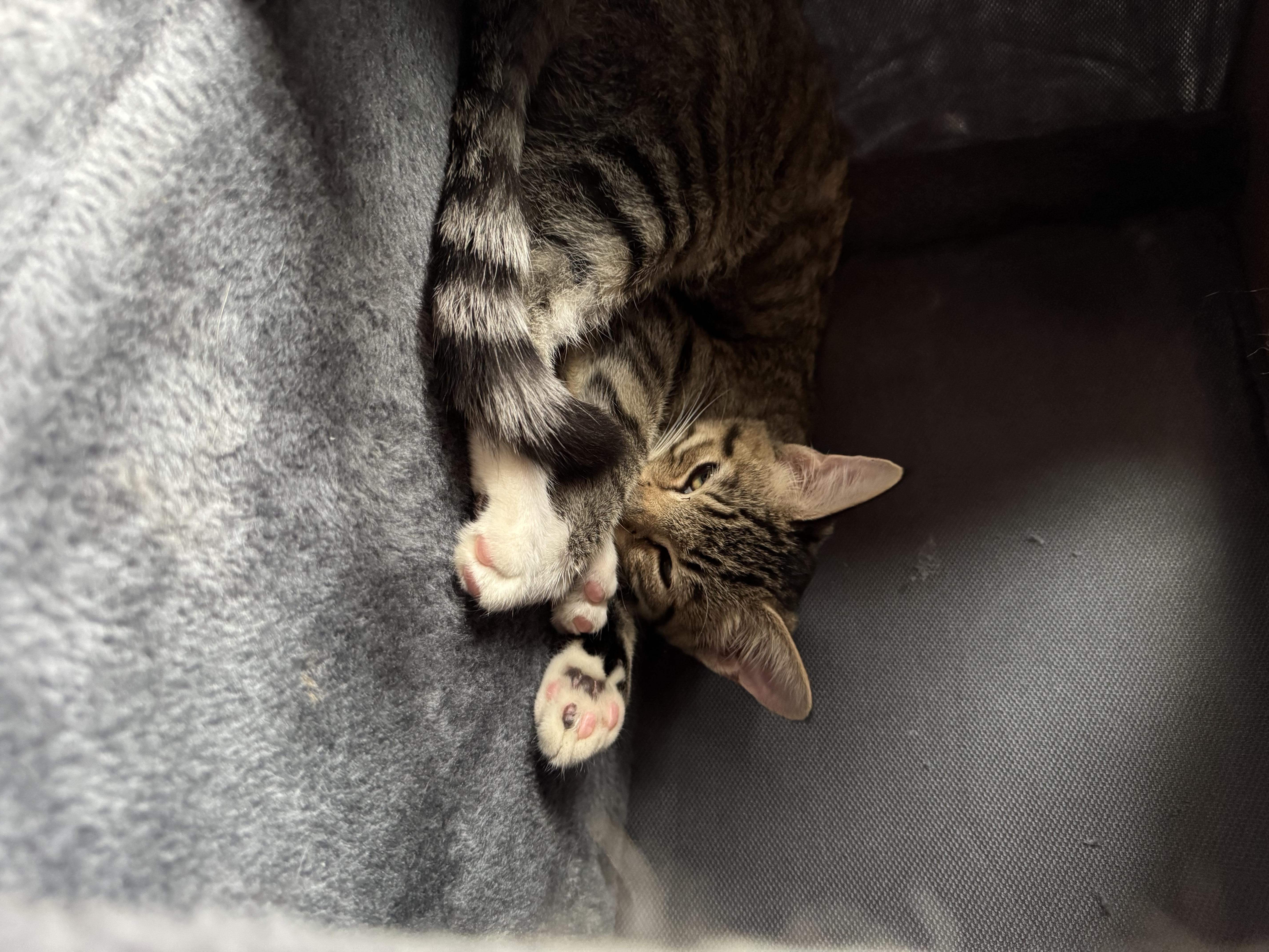 Enlarge Frankie, an adopted mixed breed in Bonney Lake, WA image 6/6