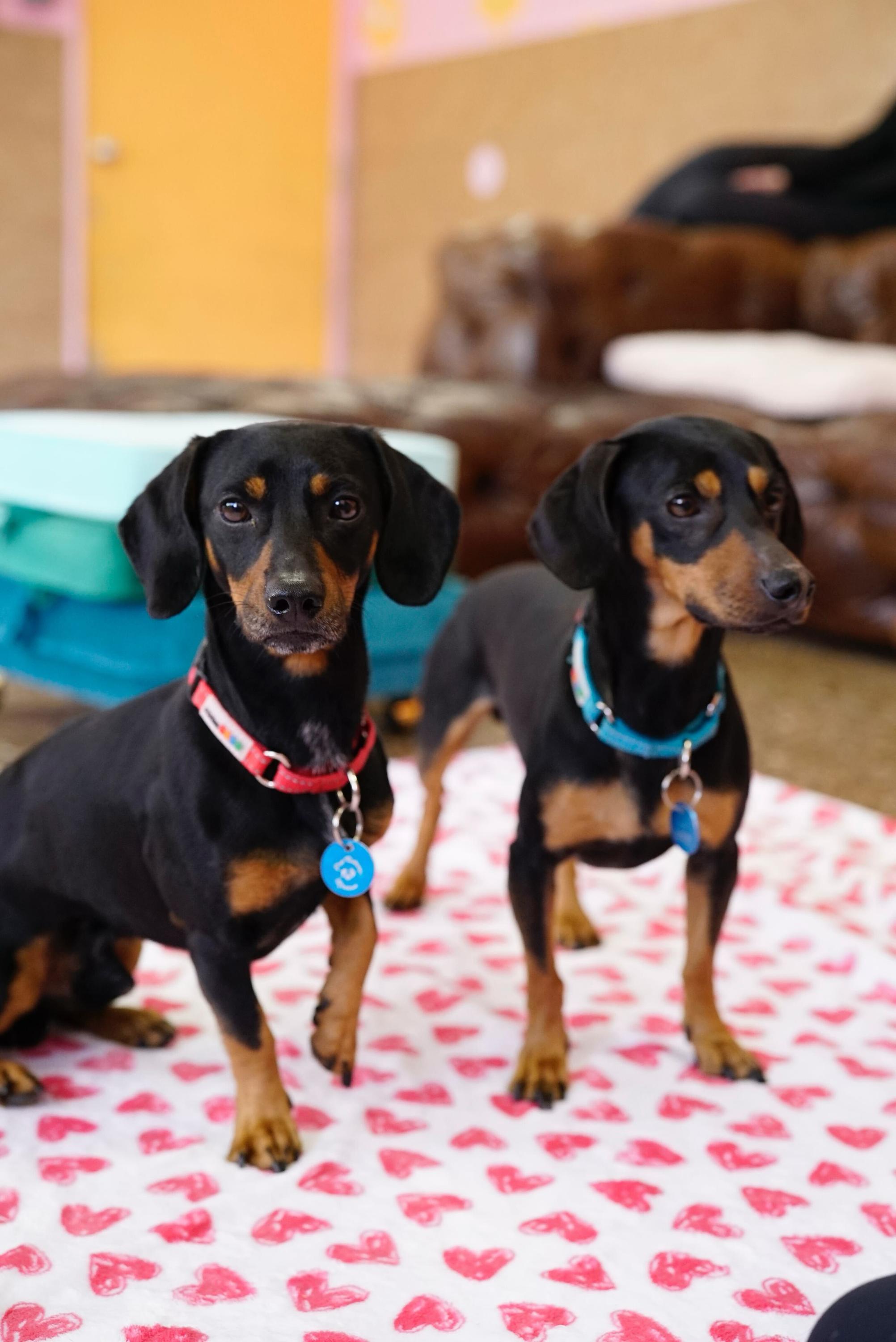 Enlarge Frank & Link, a Adoptable Dachshund in Pasadena, CA image 5/6