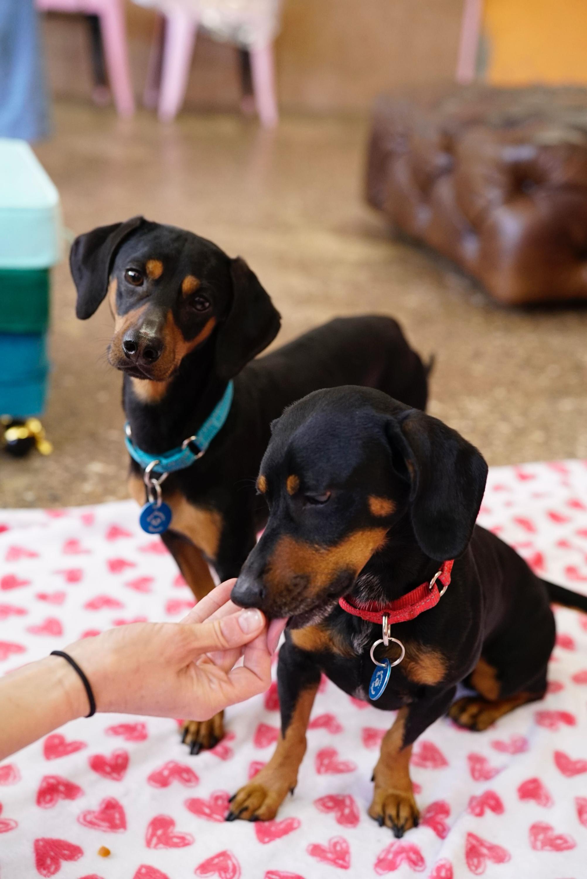Enlarge Frank & Link, a Adoptable Dachshund in Pasadena, CA image 4/6