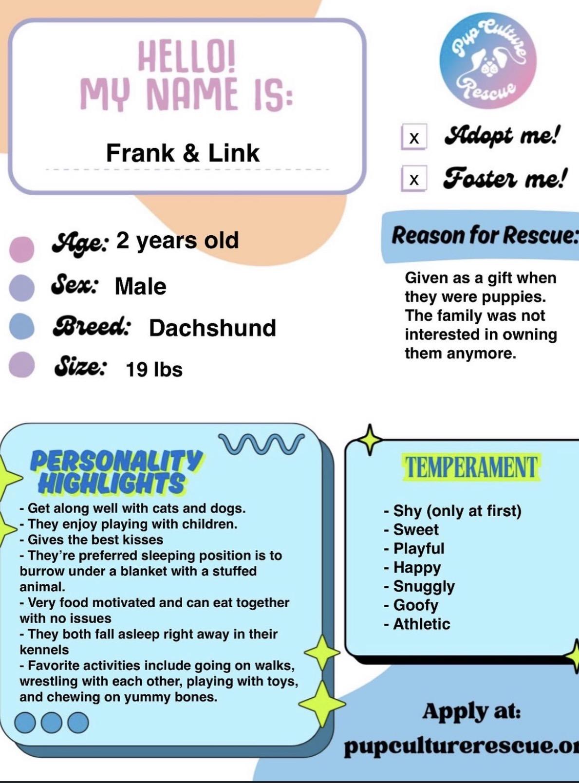 Enlarge Frank & Link, a Adoptable Dachshund in Pasadena, CA image 2/6