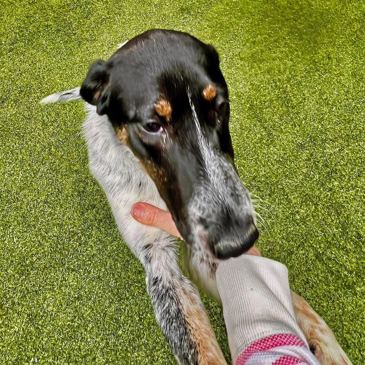 Enlarge Tweety, a Adoptable mixed breed in Atlanta, GA image 2/3