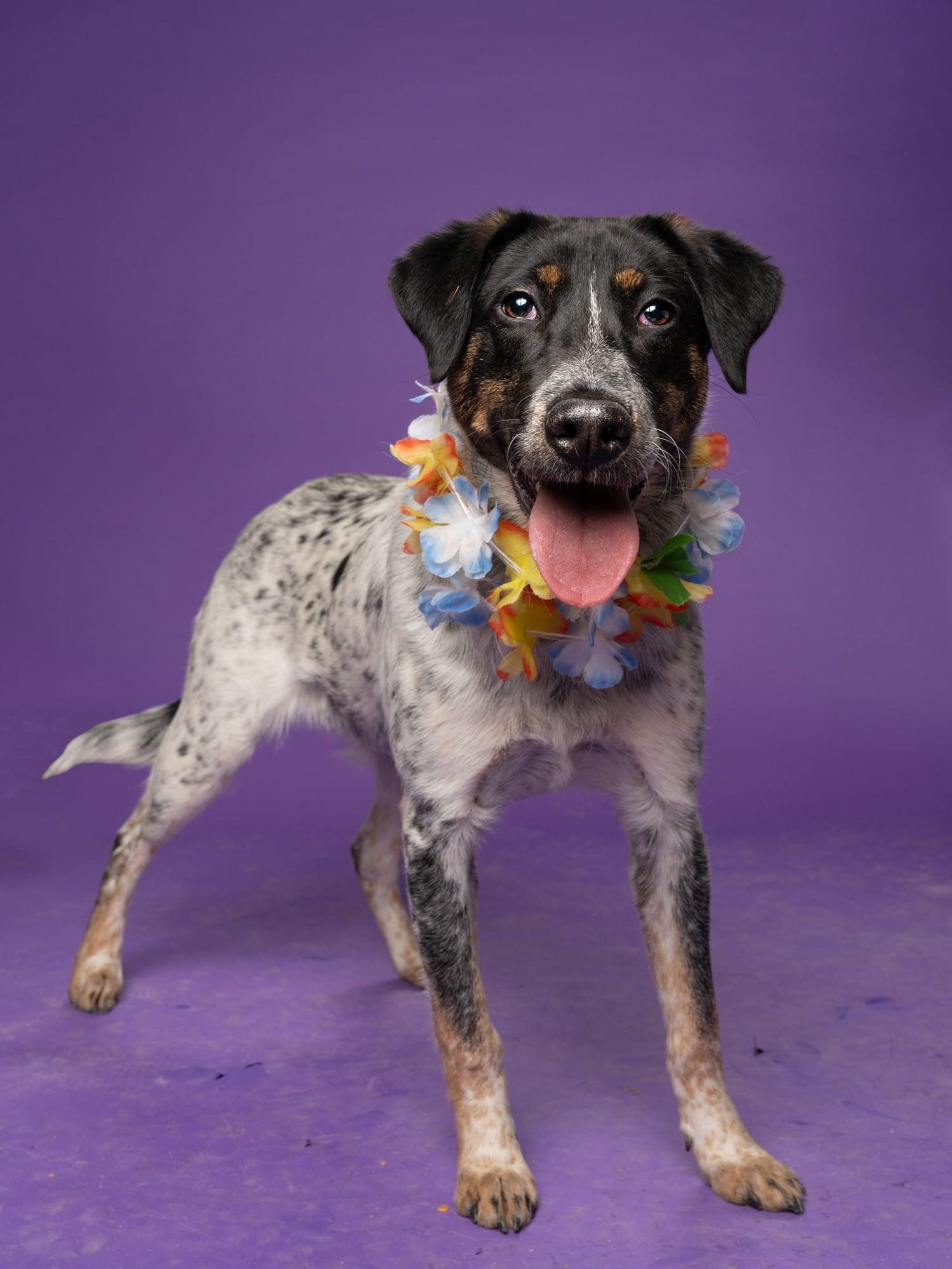 Enlarge Tweety, a Adoptable mixed breed in Atlanta, GA image 3/3