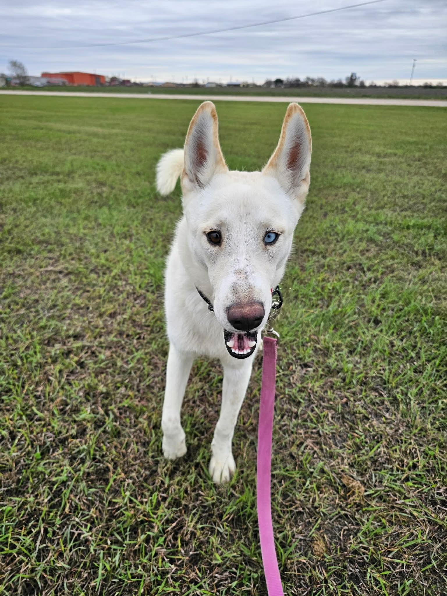 Enlarge Kevin, a Adoptable mixed breed in Port Lavaca, TX image 6/6