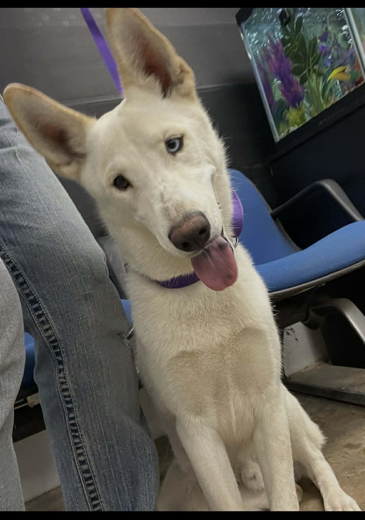 Enlarge Kevin, a Adoptable mixed breed in Port Lavaca, TX image 4/6