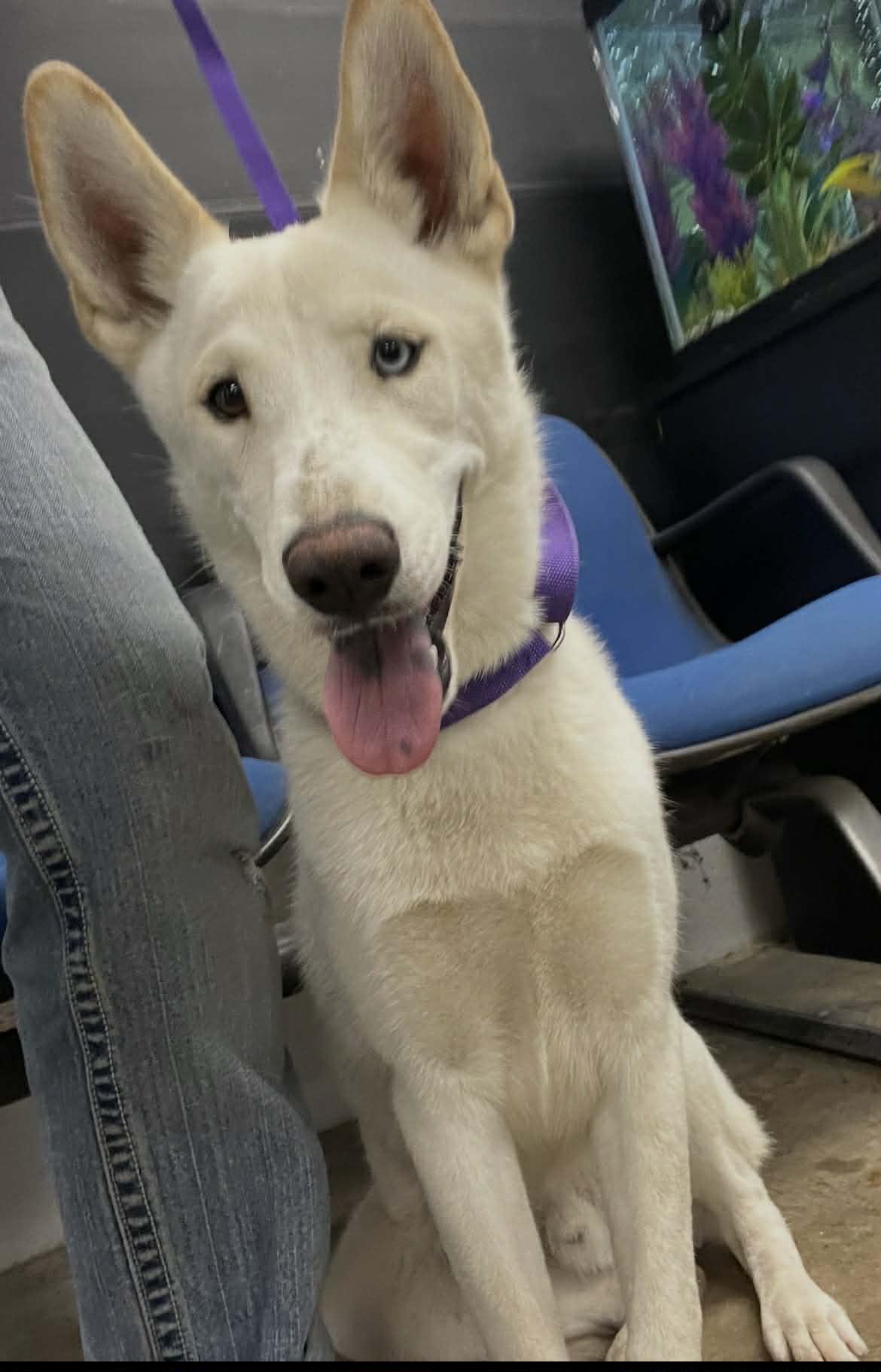 Kevin, Adoptable, Young Male Husky & Shepherd.