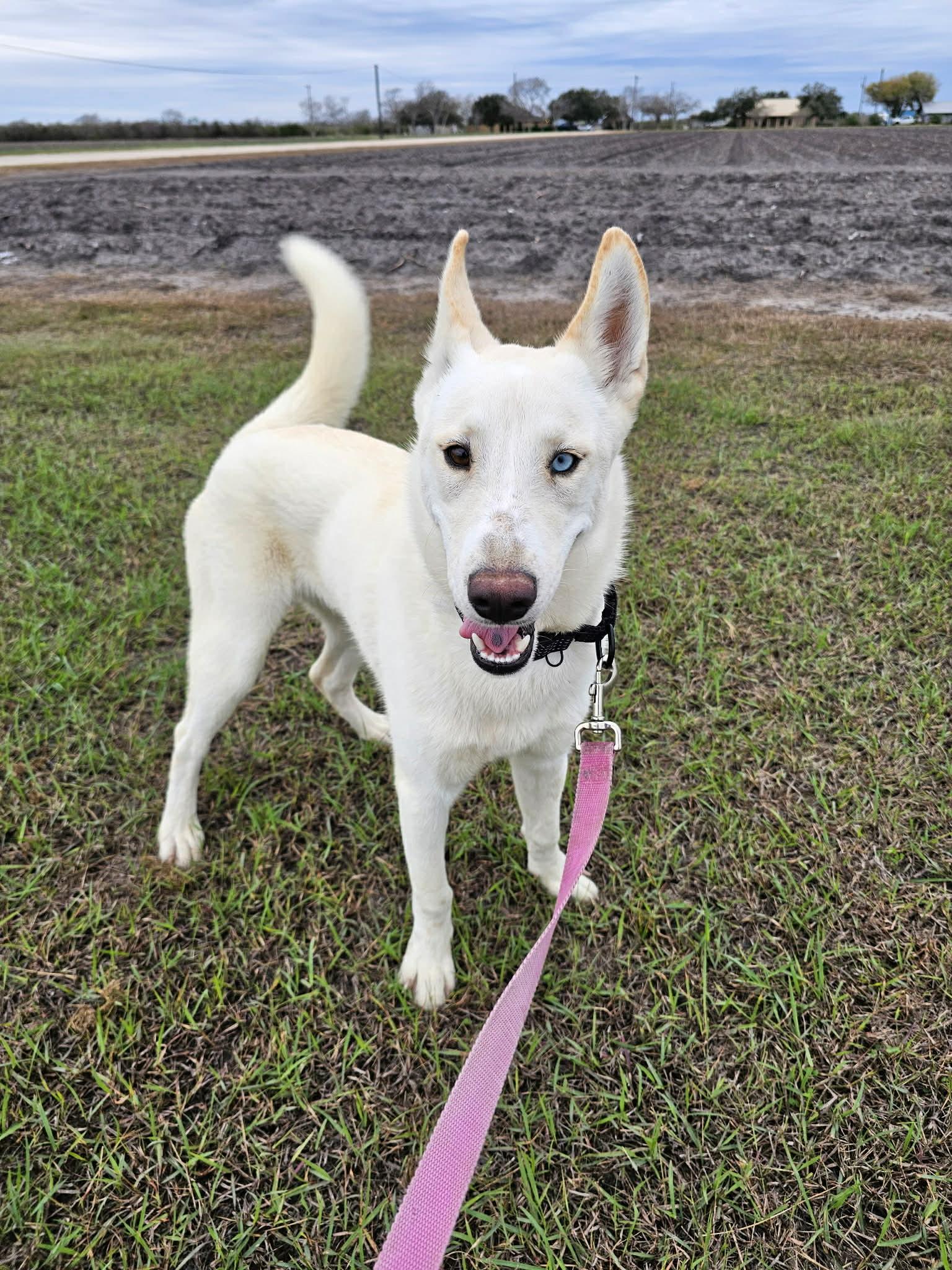 Enlarge Kevin, a Adoptable mixed breed in Port Lavaca, TX image 1/6