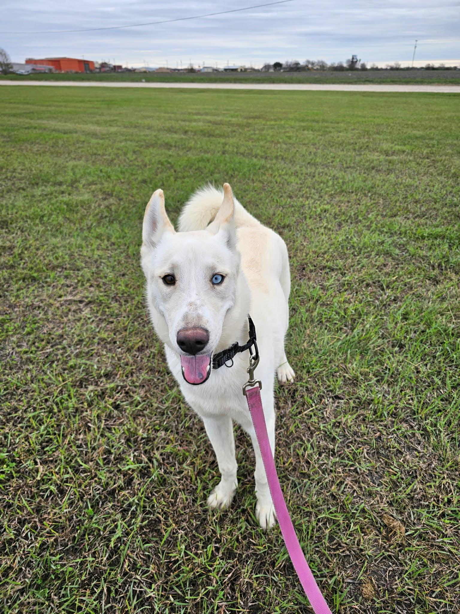 Enlarge Kevin, a Adoptable mixed breed in Port Lavaca, TX image 5/6