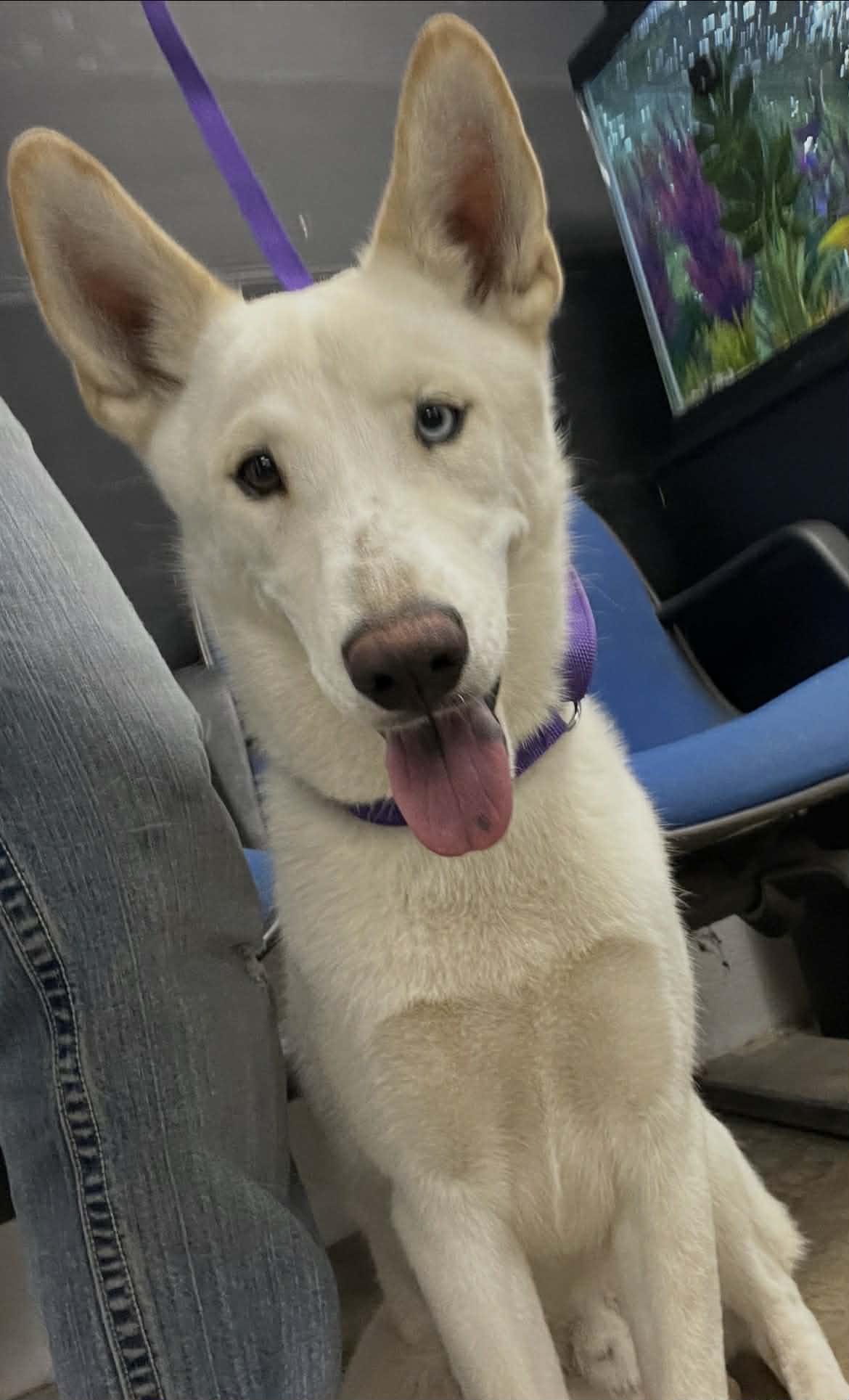 Enlarge Kevin, a Adoptable mixed breed in Port Lavaca, TX image 3/6