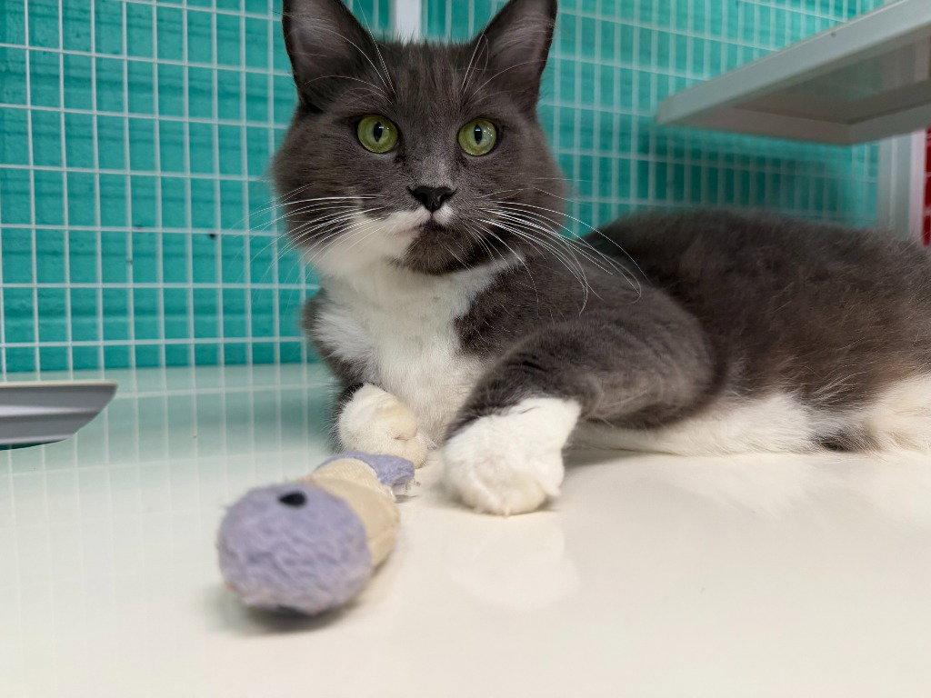 Pearl 26-19, Adoptable, Young Female Domestic Medium Hair.