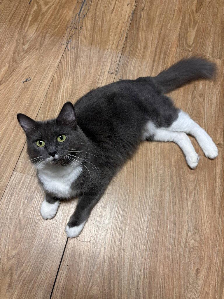 Enlarge Pearl 26-19, a Adoptable Domestic Medium Hair in St. Helens, OR image 2/2