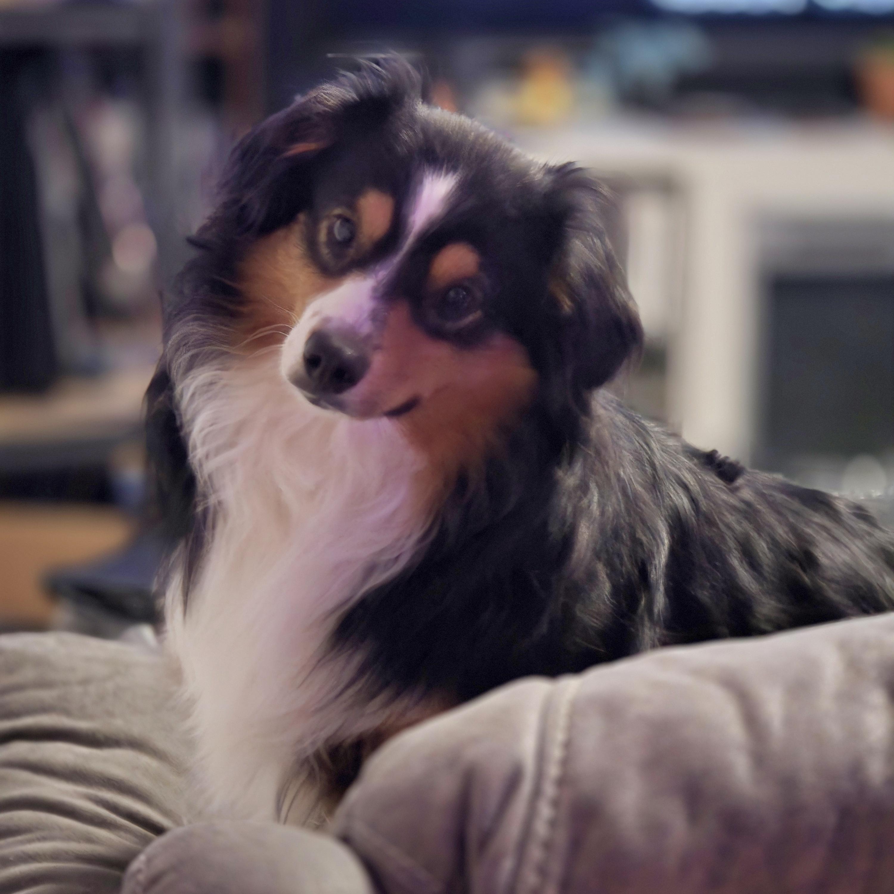 Enlarge Turbo, a Adoptable Australian Shepherd in Lincoln, NE image 2/6