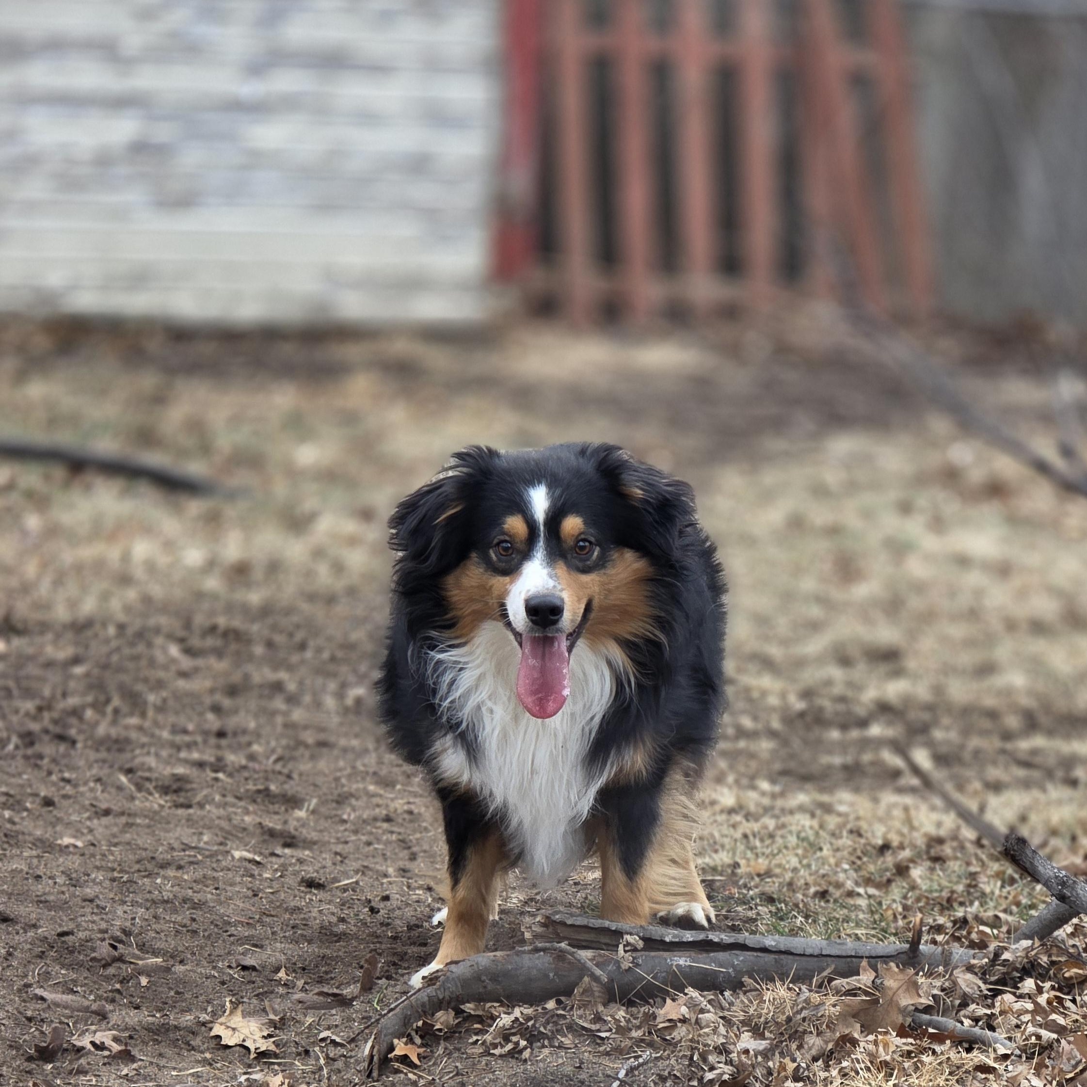 Enlarge Turbo, a Adoptable Australian Shepherd in Lincoln, NE image 3/6