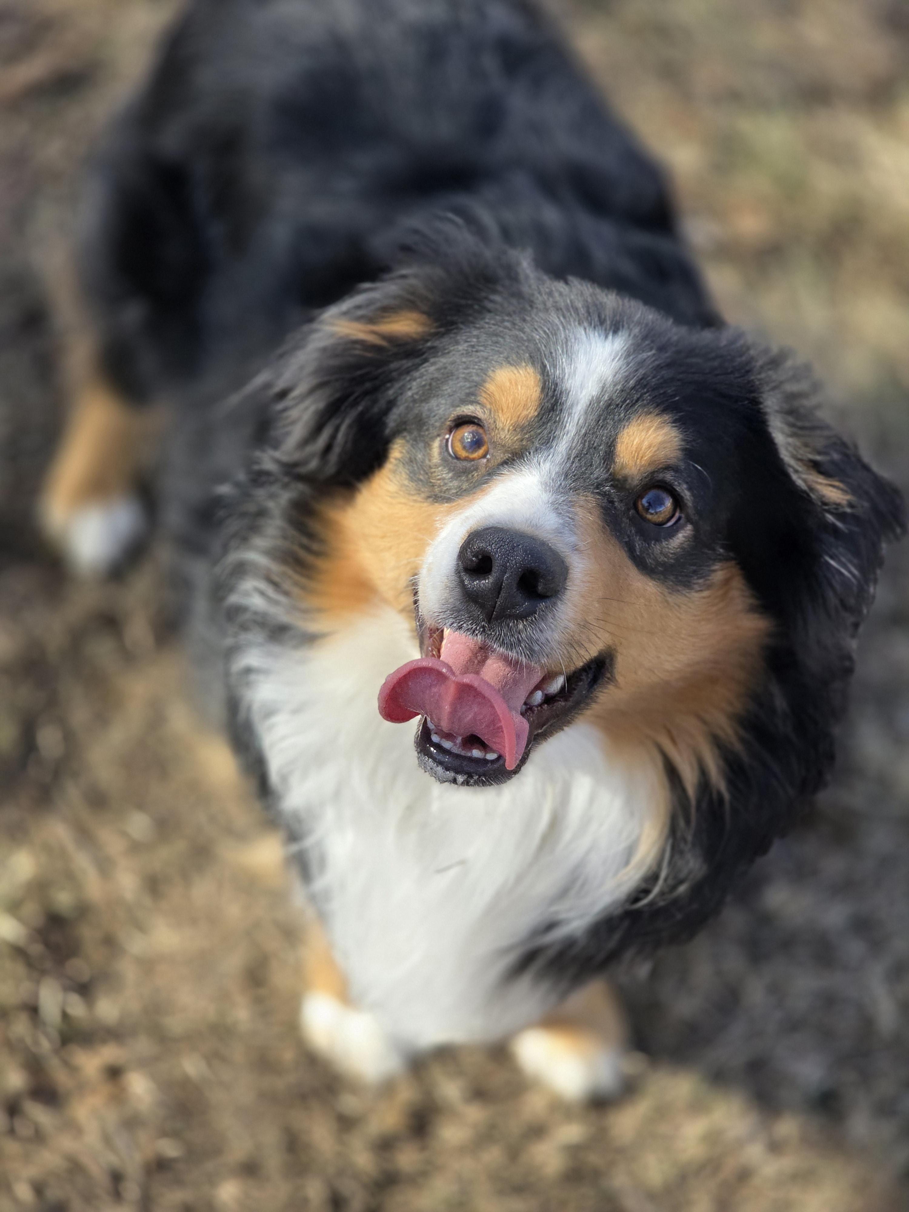 Enlarge Turbo, a Adoptable Australian Shepherd in Lincoln, NE image 1/6