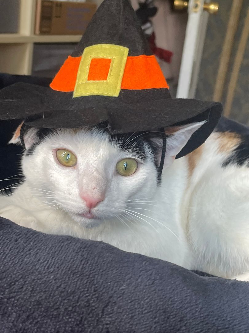 Nala, Adoptable, Kitten Female Domestic Short Hair.