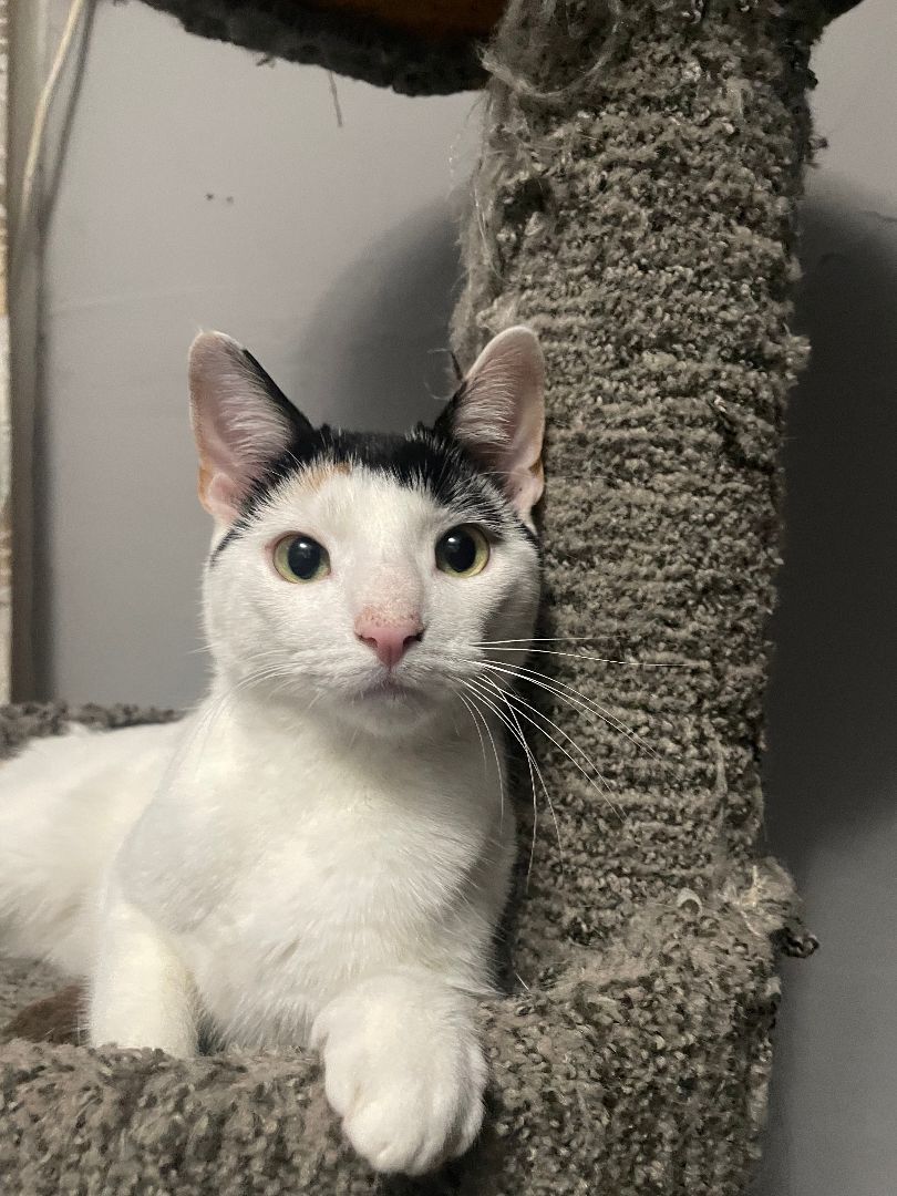 Enlarge Nala, a Adoptable Domestic Short Hair in Pompton Lakes, NJ image 2/8