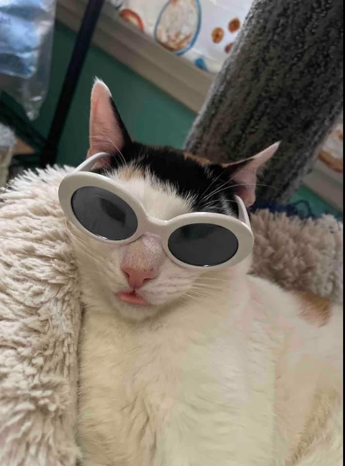 Enlarge Nala, a Adoptable Domestic Short Hair in Pompton Lakes, NJ image 3/8