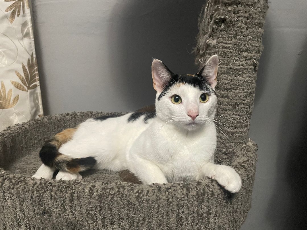 Enlarge Nala, a Adoptable Domestic Short Hair in Pompton Lakes, NJ image 4/8