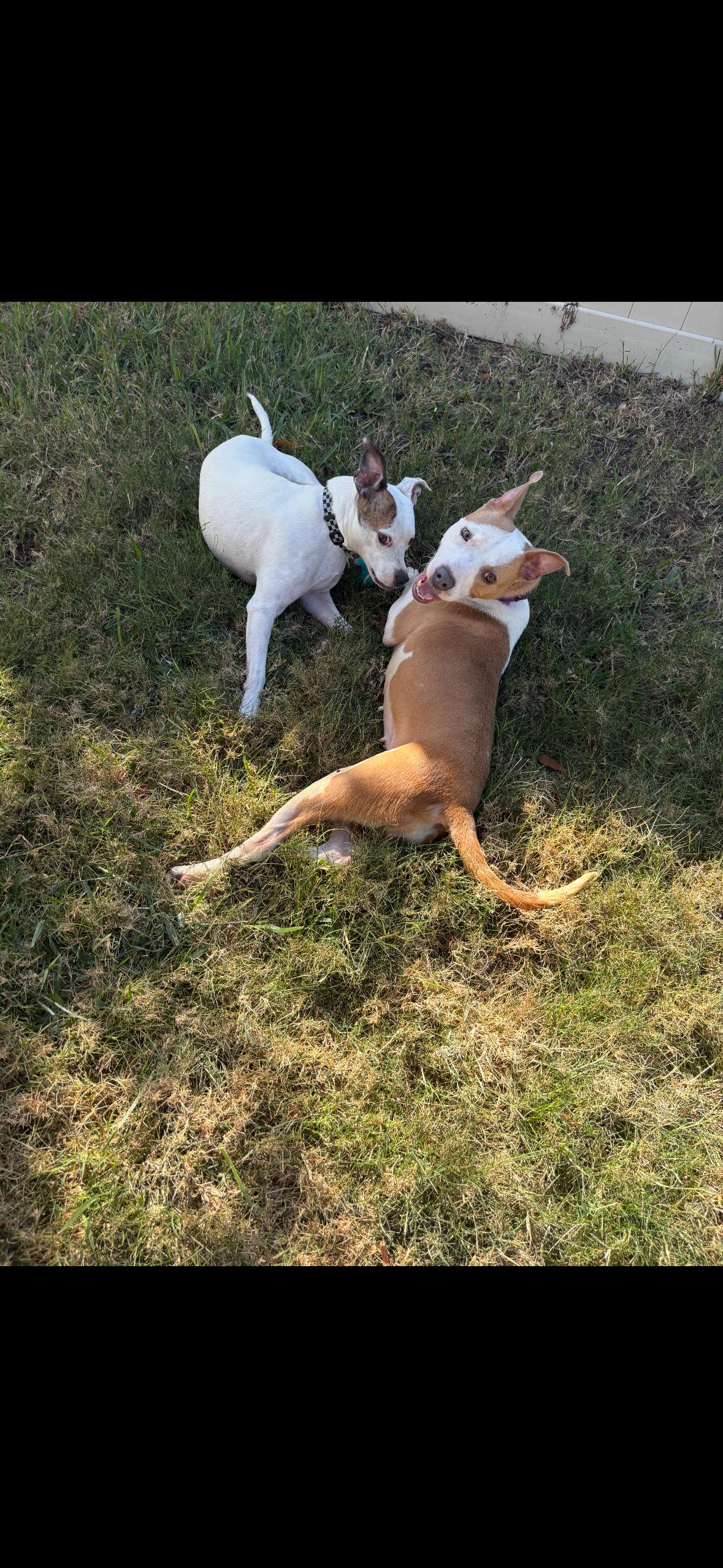 Enlarge Natalia , a ADOPTABLE Mixed Breed in tampa, FL image 3/4