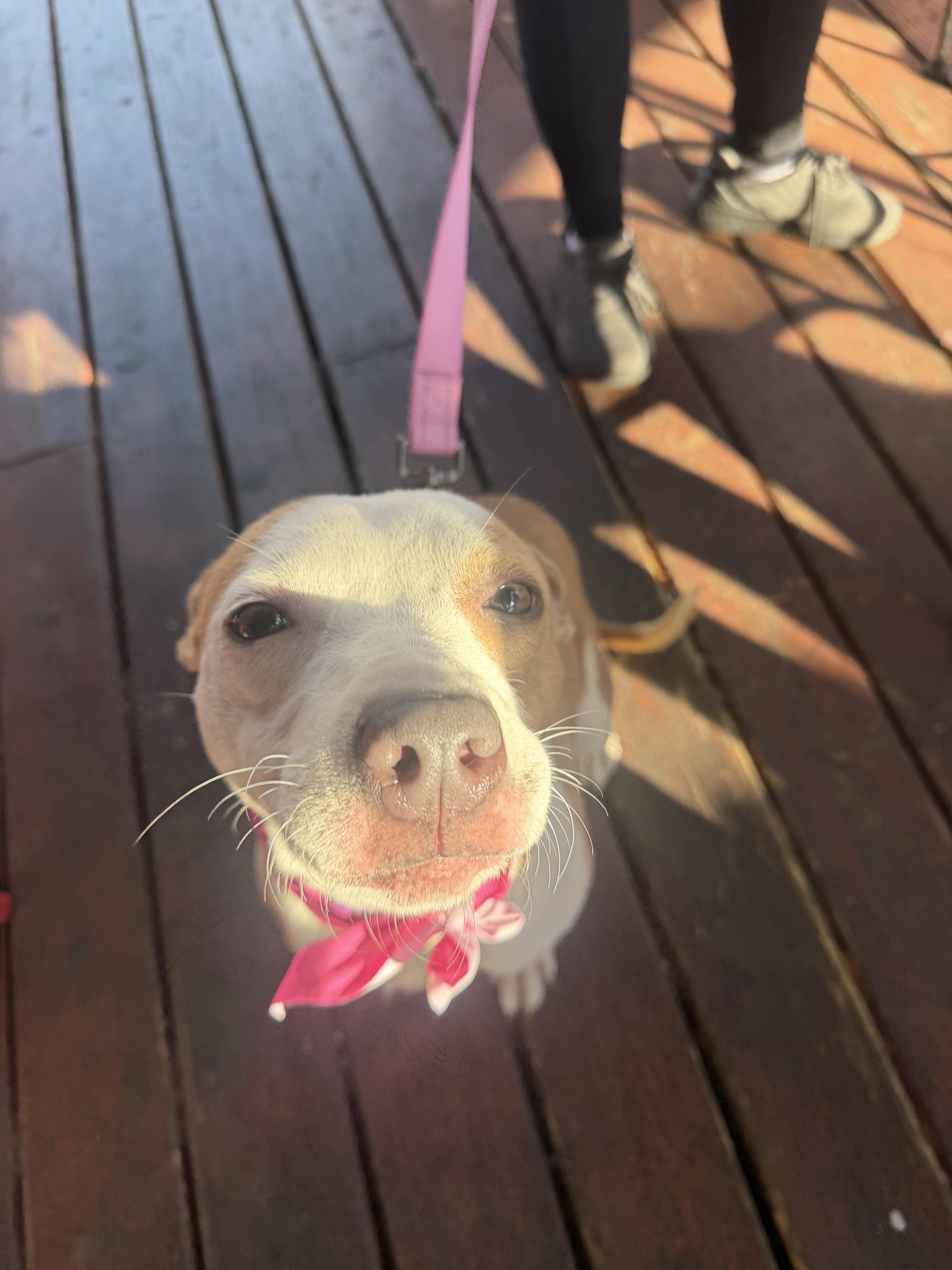 Enlarge Natalia , a ADOPTABLE Mixed Breed in tampa, FL image 4/4