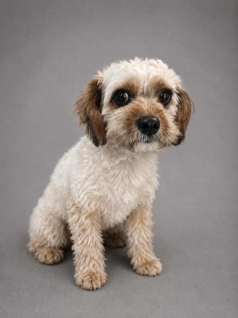 Enlarge Wonton, a Adopted Terrier in Hardeeville, SC image 1/1
