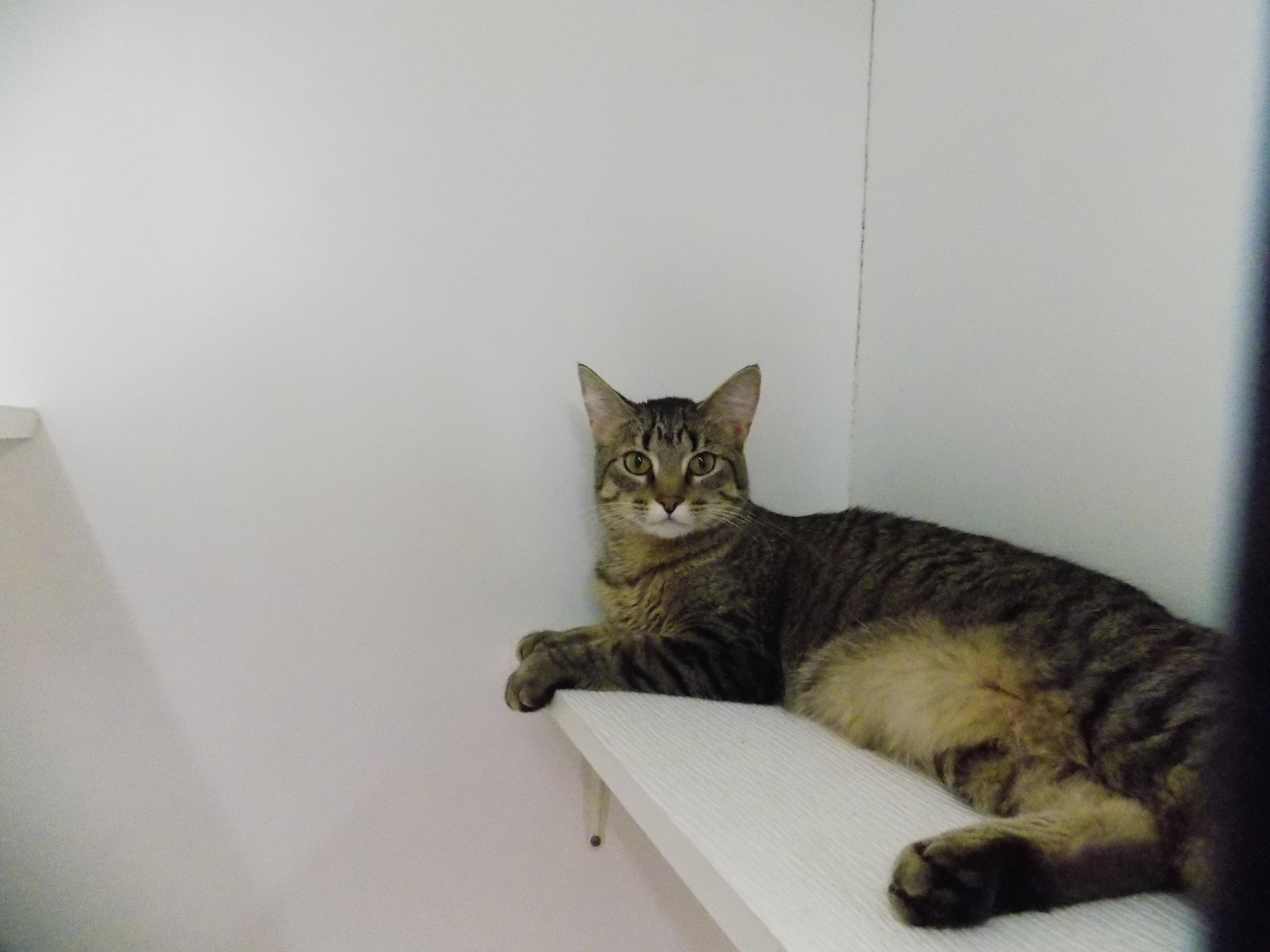 Enlarge Zeke, a Adopted Domestic Short Hair in Savanna, IL image 1/1