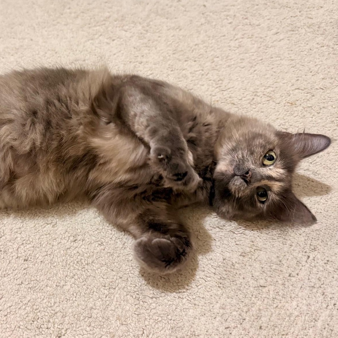 Enlarge Misty, a Adoptable mixed breed in Portland, OR image 2/2