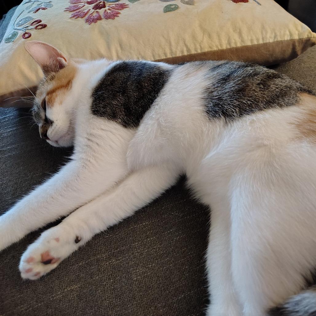 Enlarge Celeste, a Adoptable Domestic Short Hair in Winston Salem, NC image 1/6