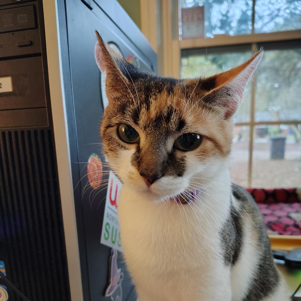 Enlarge Celeste, a Adoptable Domestic Short Hair in Winston Salem, NC image 2/6