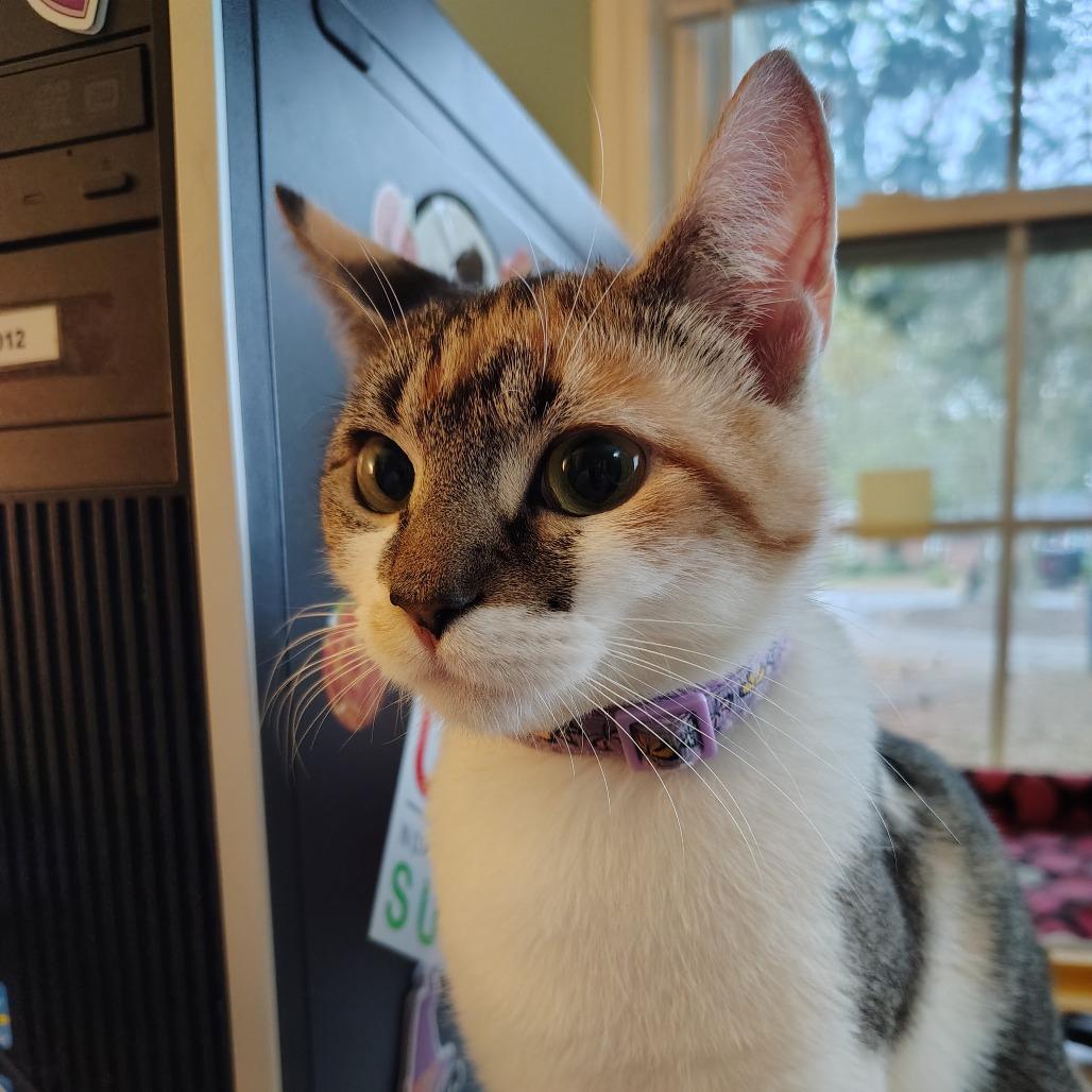 Enlarge Celeste, a Adoptable Domestic Short Hair in Winston Salem, NC image 3/6