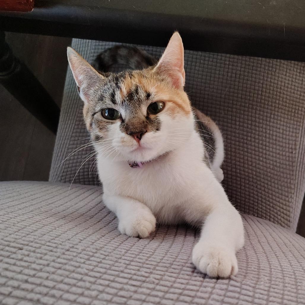 Enlarge Celeste, a Adoptable Domestic Short Hair in Winston Salem, NC image 4/6