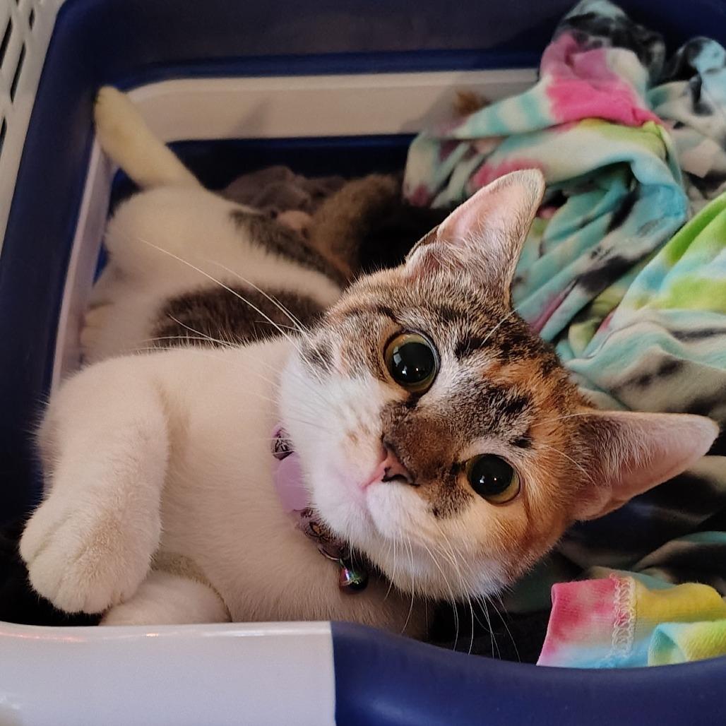 Enlarge Celeste, a Adoptable Domestic Short Hair in Winston Salem, NC image 5/6