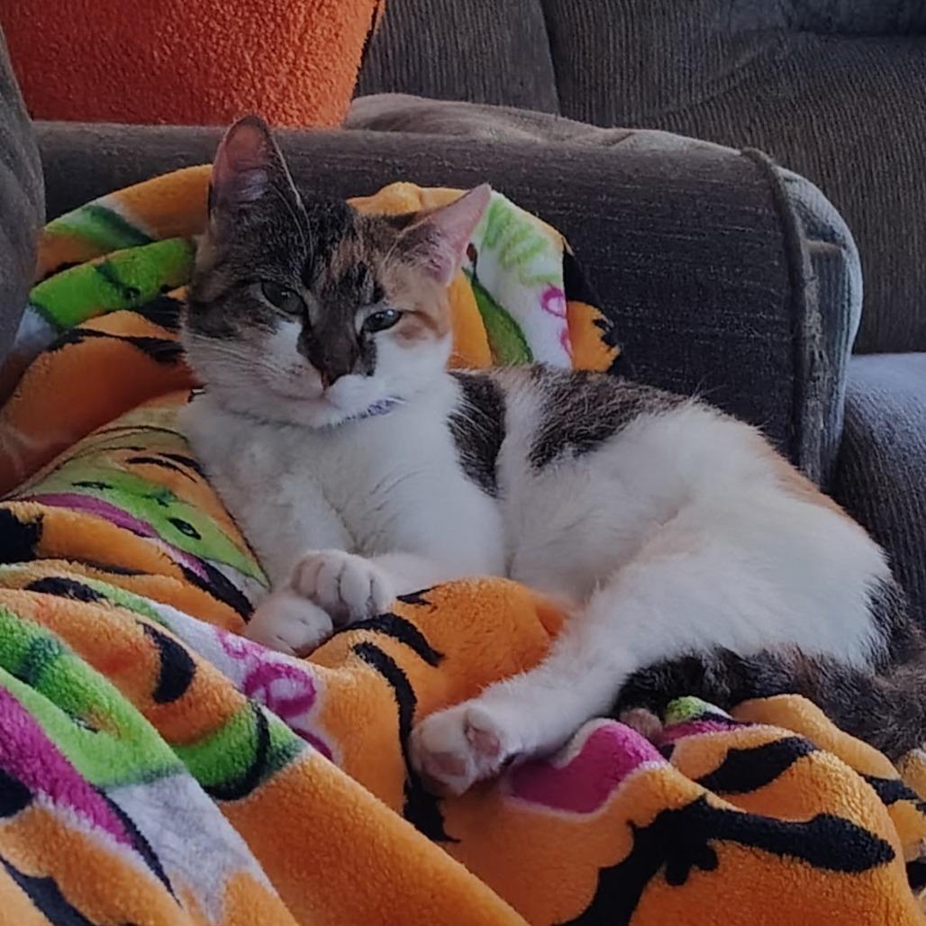 Enlarge Celeste, a Adoptable Domestic Short Hair in Winston Salem, NC image 6/6