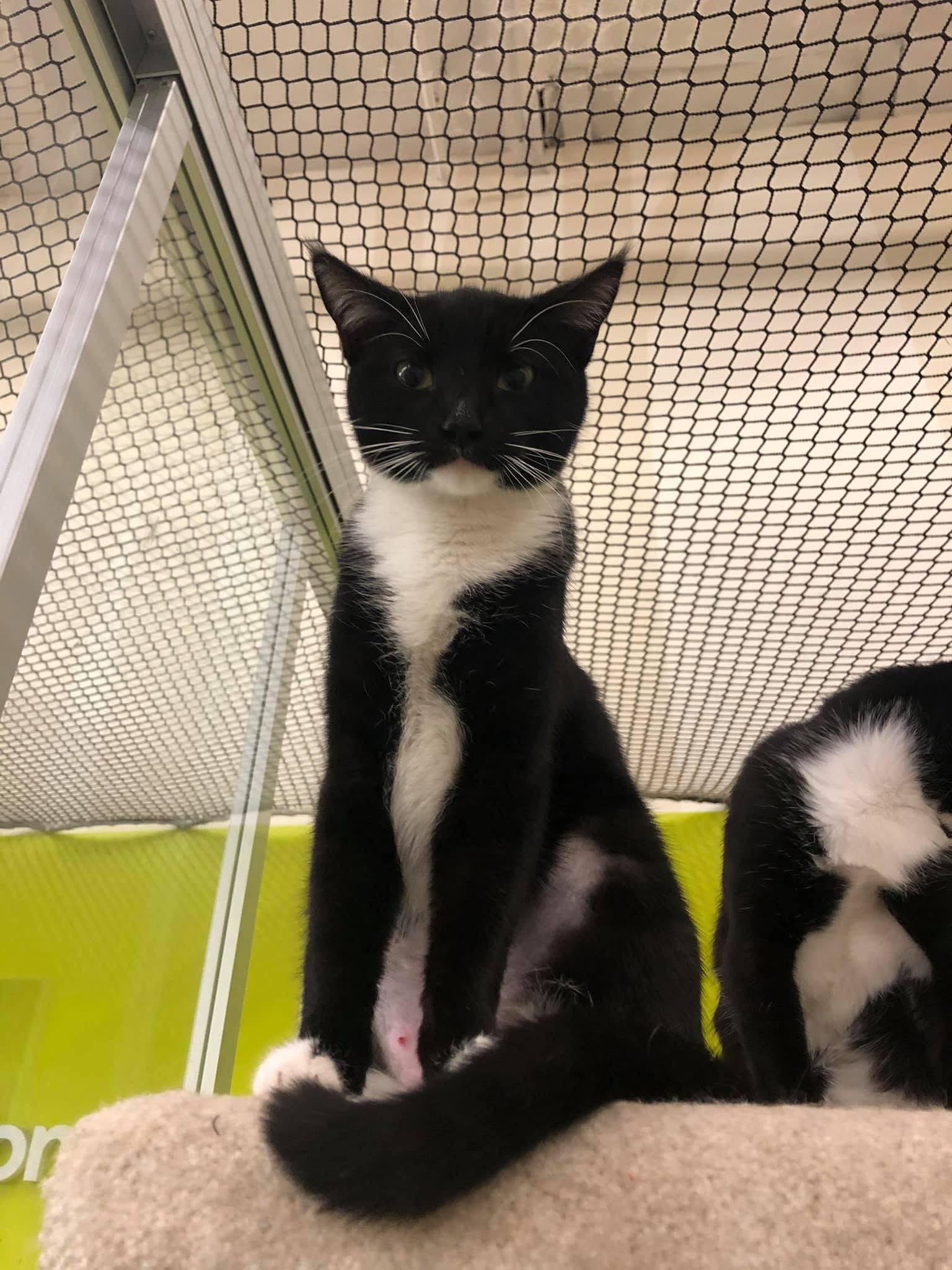 Tiny, an adoptable Domestic Short Hair in Huntington Beach, CA image 2/2
