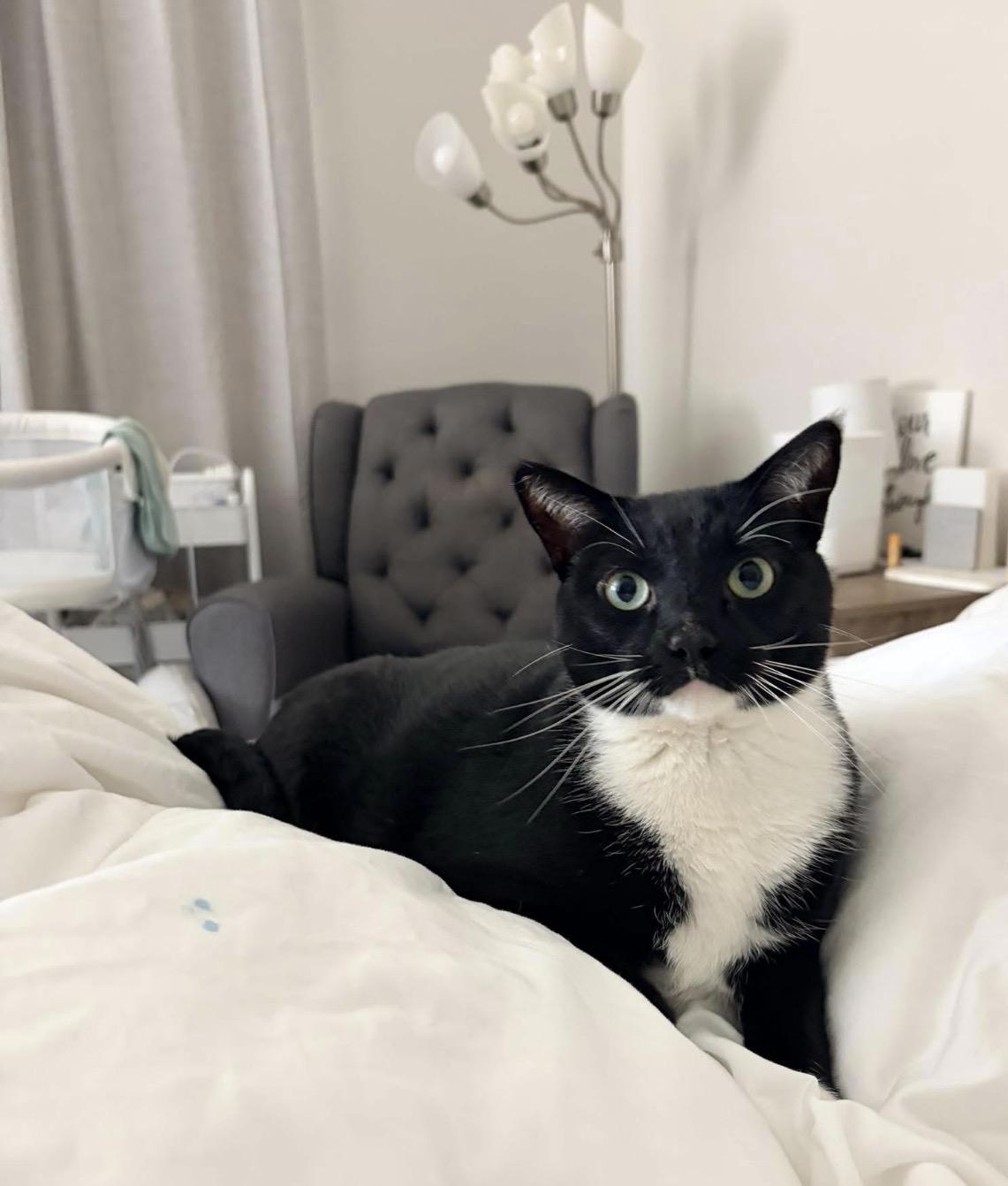 Tiny, adoptable, Adult Female Domestic Short Hair.