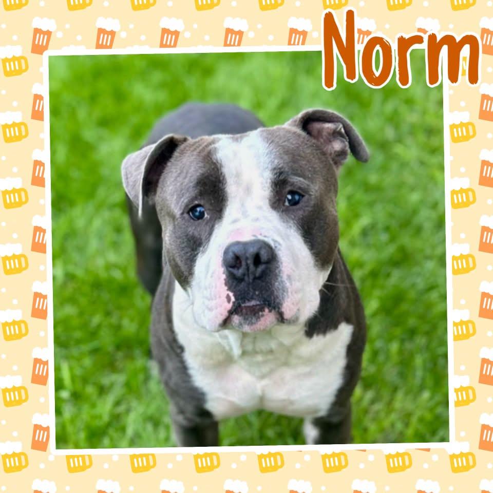 Enlarge Norm, a Adoptable Pit Bull Terrier in Crete, IL image 1/3