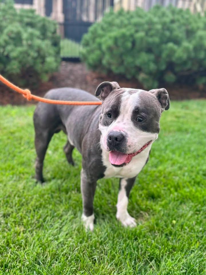 Enlarge Norm, a Adoptable Pit Bull Terrier in Crete, IL image 2/3