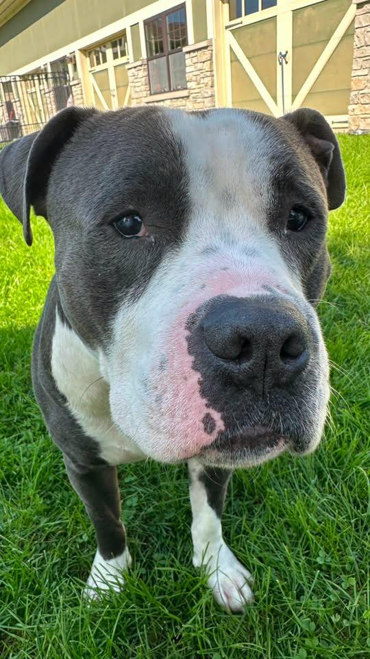 Enlarge Norm, a Adoptable Pit Bull Terrier in Crete, IL image 3/3