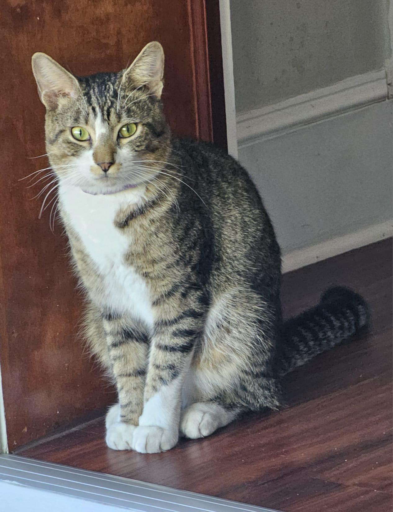 Mr. Mittens, an adopted Domestic Short Hair in Boston, MA image 4/5