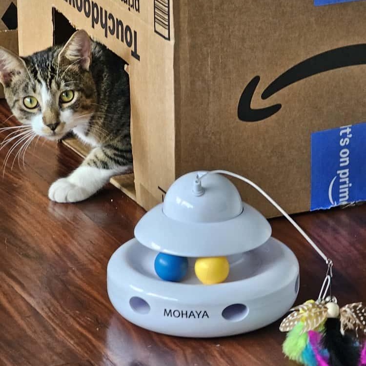 Mr. Mittens, an adopted Domestic Short Hair in Boston, MA image 1/5