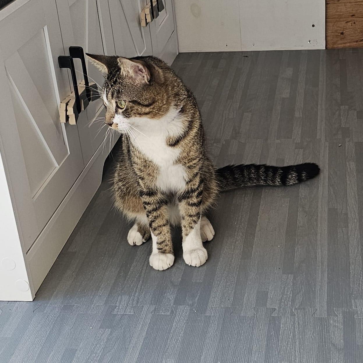 Mr. Mittens, an adopted Domestic Short Hair in Boston, MA image 2/5