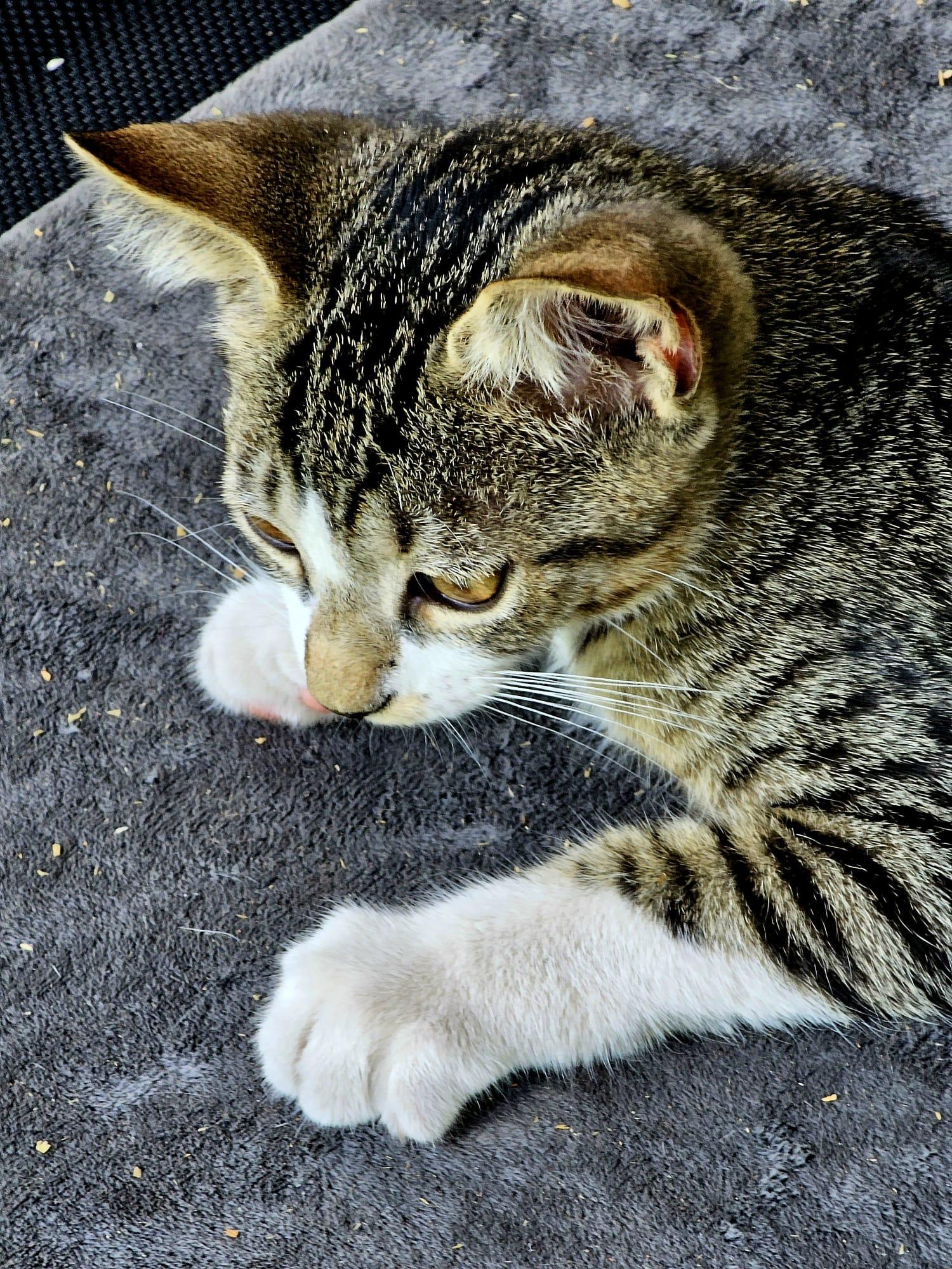 Mr. Mittens, an adopted Domestic Short Hair in Boston, MA image 5/5