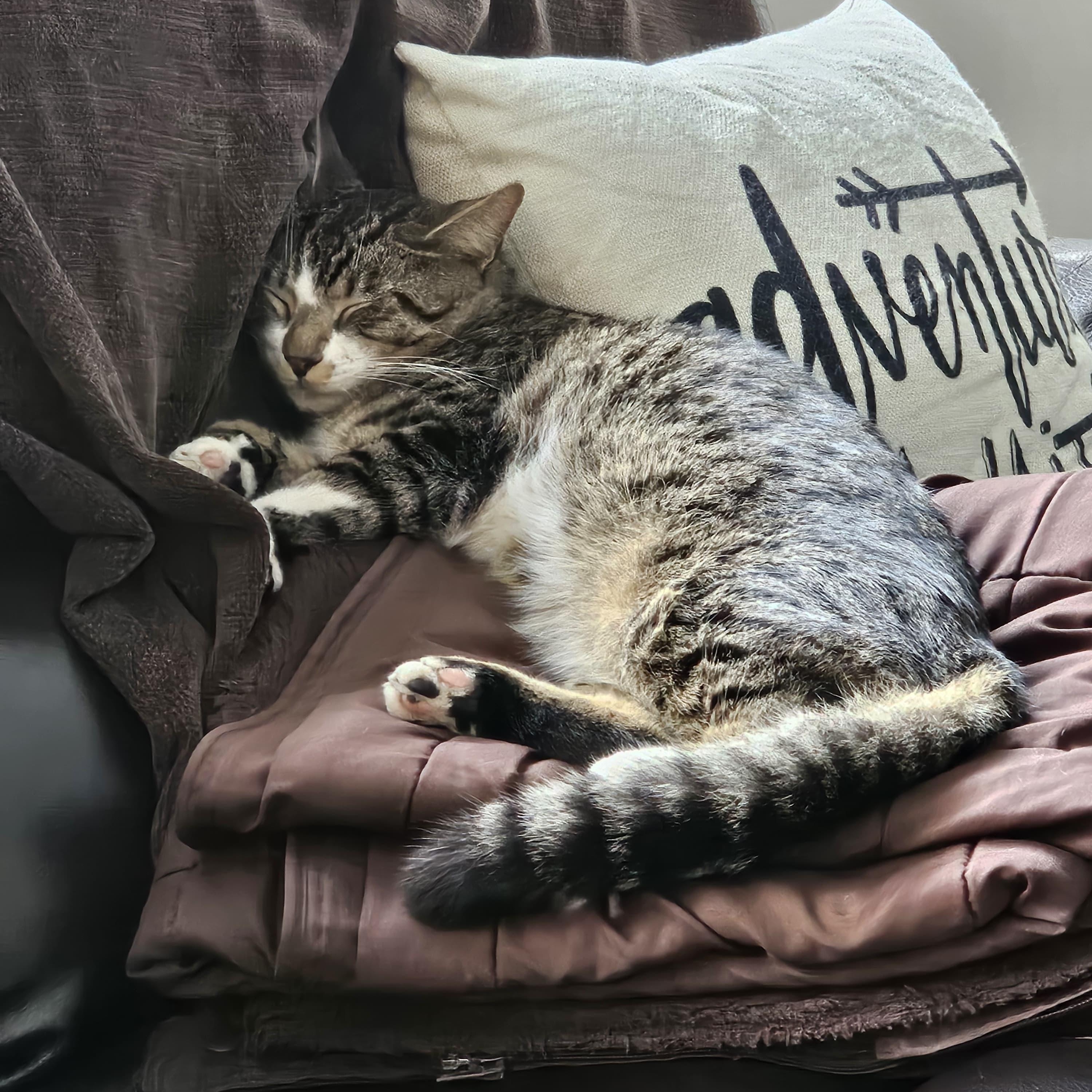 Mr. Mittens, an adopted Domestic Short Hair in Boston, MA image 3/5