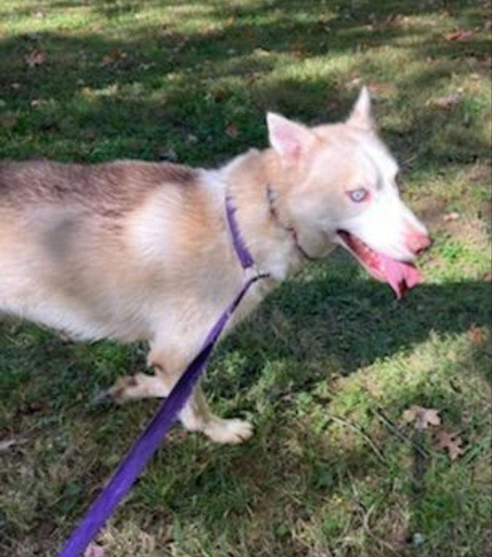 "Lonnie", a Adoptable Siberian Husky in Winston Salem, NC image 2/6