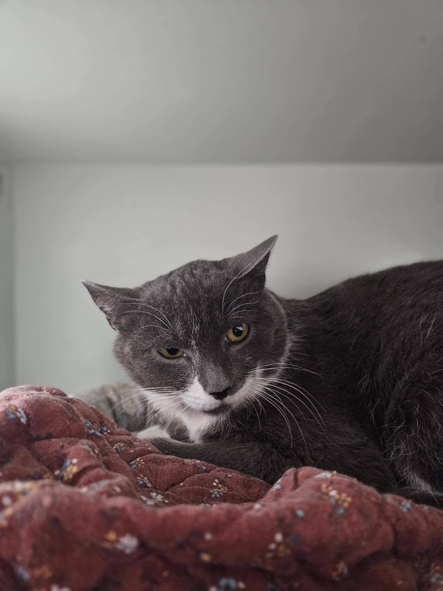 Harley, Adoptable, Adult Male Domestic Short Hair.