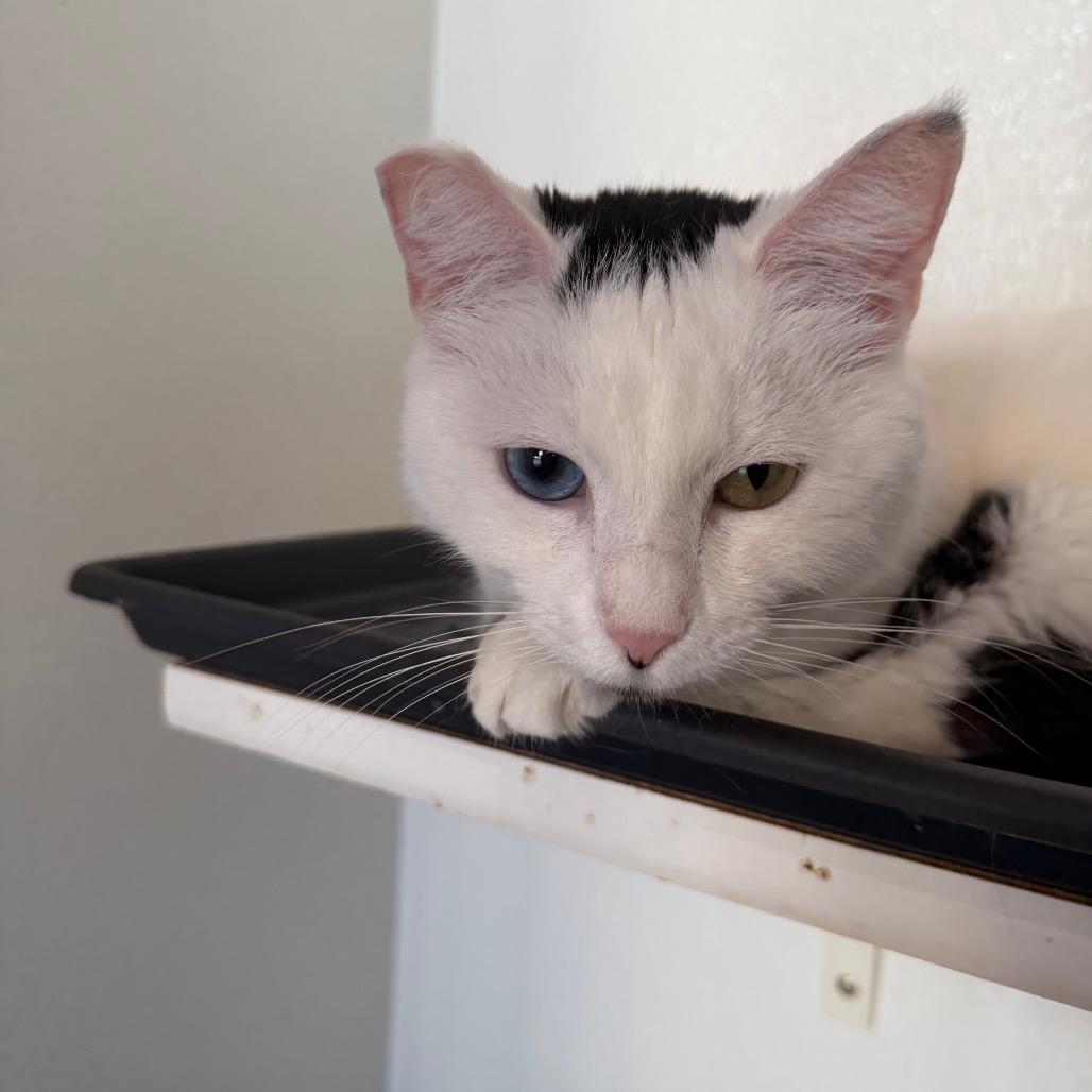 Frances - Costa Mesa Location, Adoptable, Adult Female Domestic Short Hair.
