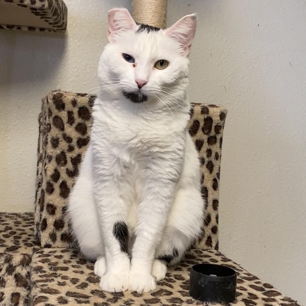 Frances - Costa Mesa Location, a Adoptable Domestic Short Hair in Chino Hills, CA image 2/6